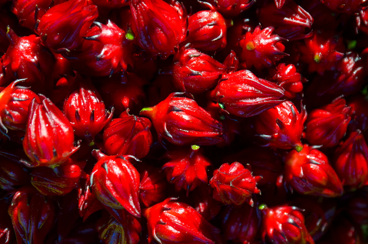 A pile of fresh red sorrel calyces